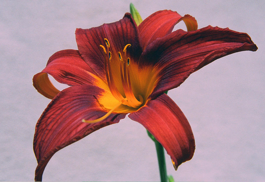 Lily Photograph - June Lily by Paul  Trunk