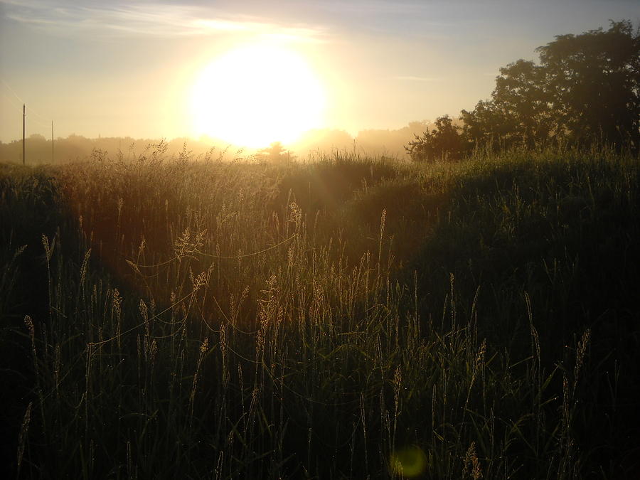 June Sunrise over dew on grass Photograph by Kent Lorentzen