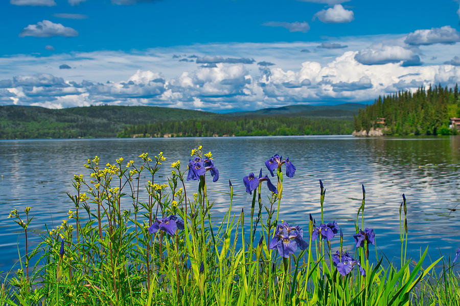 June Wildflowers - Birch Lake Alaska Photograph by Cathy Mahnke