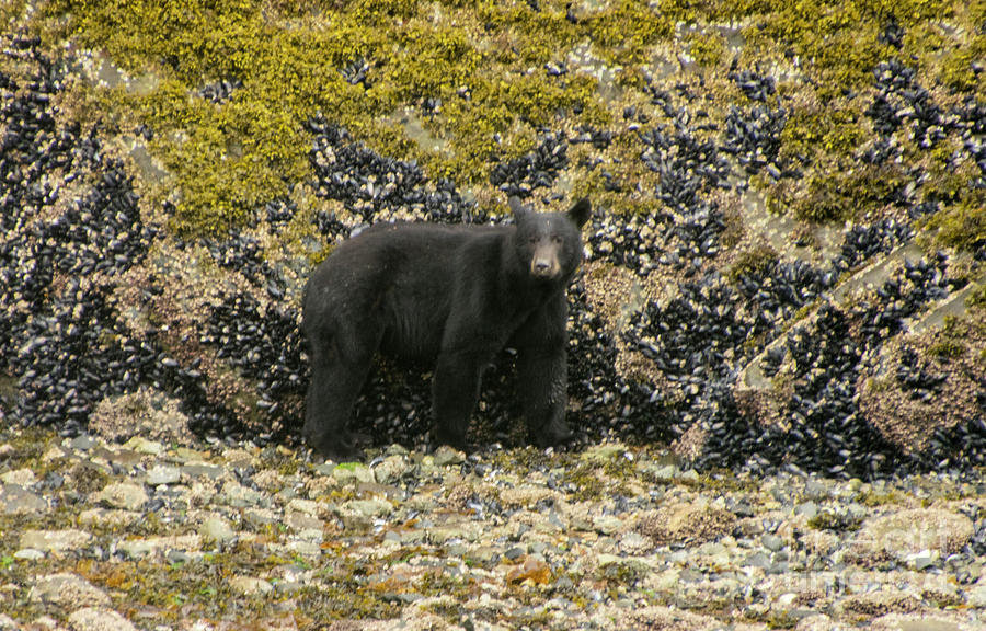 Juneau Black Bear Mom Photograph by Louise Magno