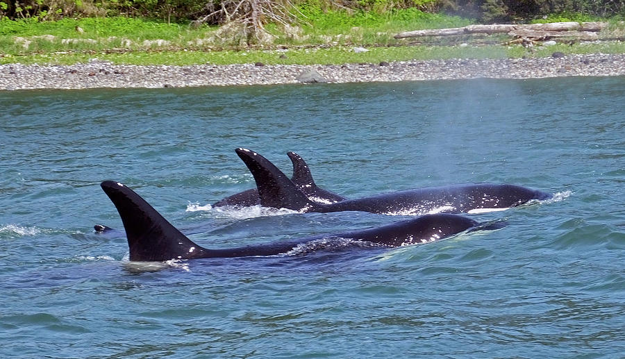 Nature Photograph - Juneau Orcas by Judy Wanamaker