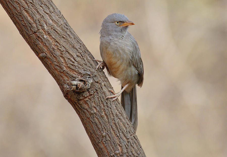 Bird Photograph - Jungle Babbler by Manjot Singh Sachdeva Bird Photograph - Jungle Babbler by Manjot Singh Sachdeva