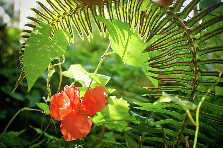 Jungle Begonia Photograph by Adria Trail