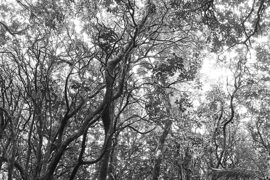 Jungle canopy Photograph by Les Cunliffe