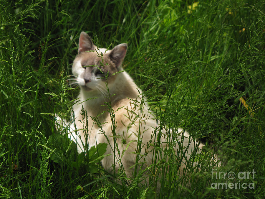 Jungle Cat Photograph by Sandy McIntire