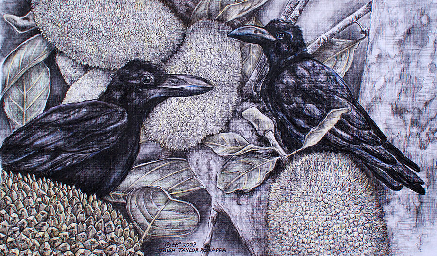 Bird Drawing - Jungle Crows on Jackfruit by Trish Taylor Ponappa