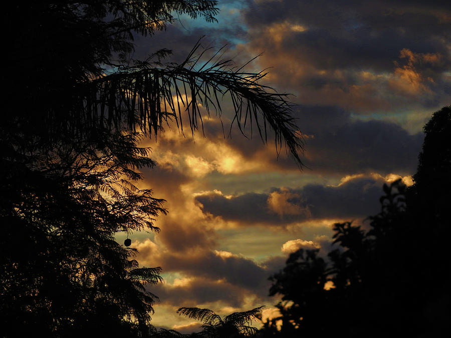 Jungle Daybreak Photograph by Mark Blauhoefer