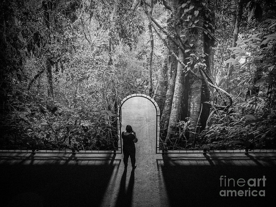 jungle entrance by Hans Janssen jungle entrance by Hans Janssen