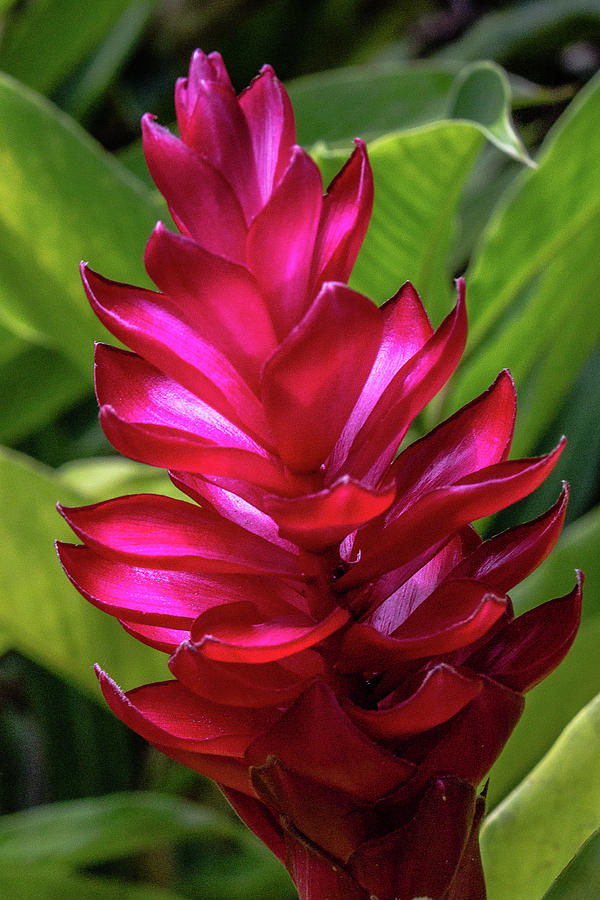 Jungle Flower Photograph by Brenda Nordstrom | Fine Art America