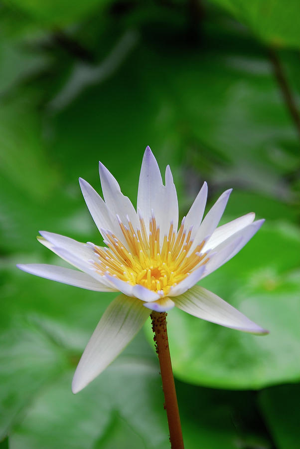 Jungle Flower Photograph by Brian Puyear - Fine Art America