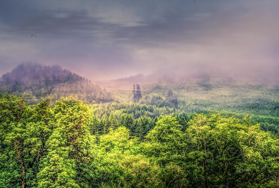 Jungle Fog Photograph by Bill Posner