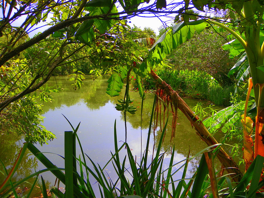 Jungle Garden View Photograph by Sheri McLeroy