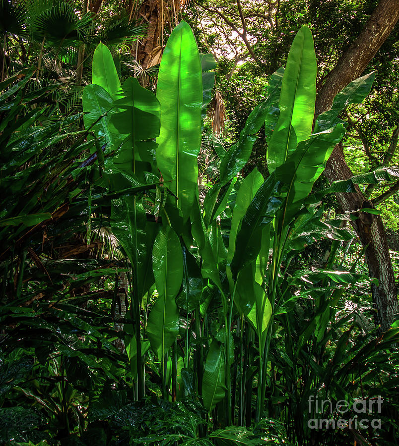 Jungle Growth Photograph by Blake Webster