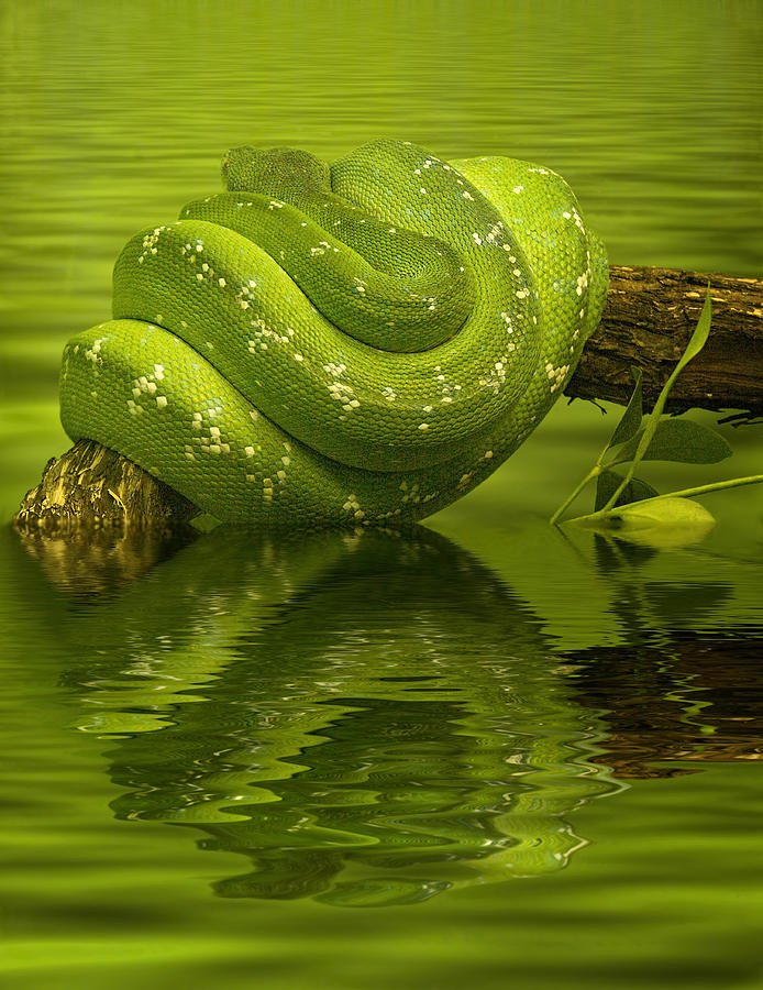 Jungle Jade - Emerald Tree Boa on Tree Limb in Water Photograph by Mitch Spence