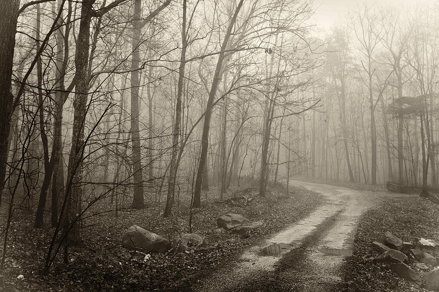 Winter Photograph - Jungle Journey - The Road Black and White by Skip Nall