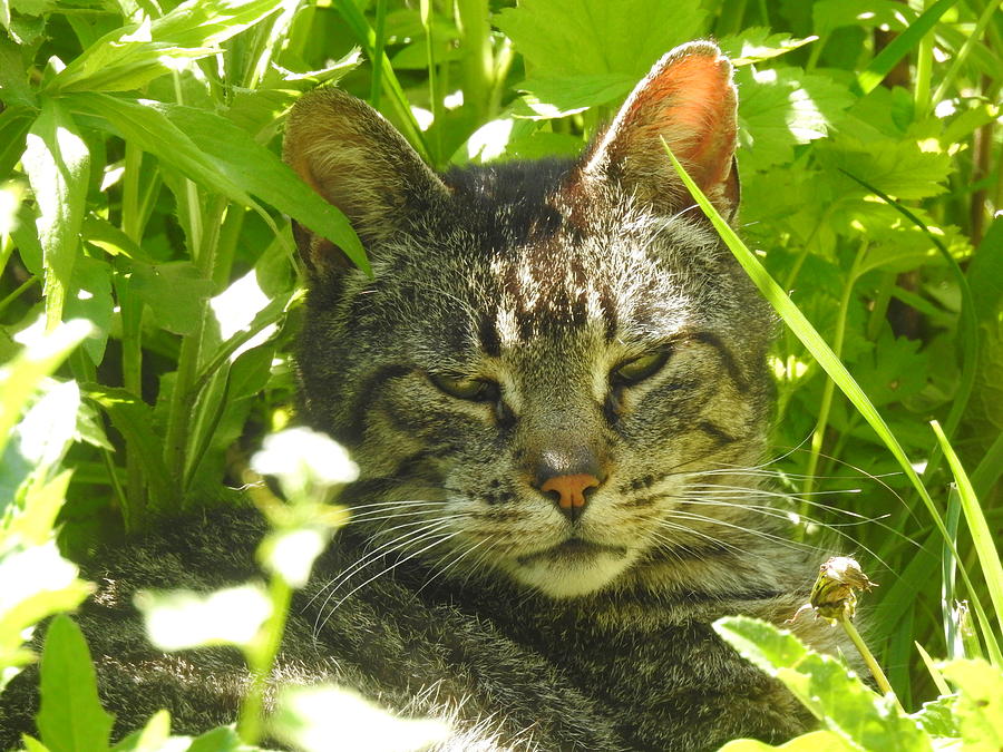 Jungle Kitty Photograph by Deborah Weinhart - Fine Art America