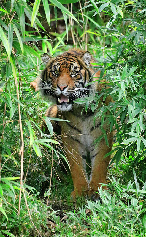 Jungle Kitty Photograph by Steve McKinzie