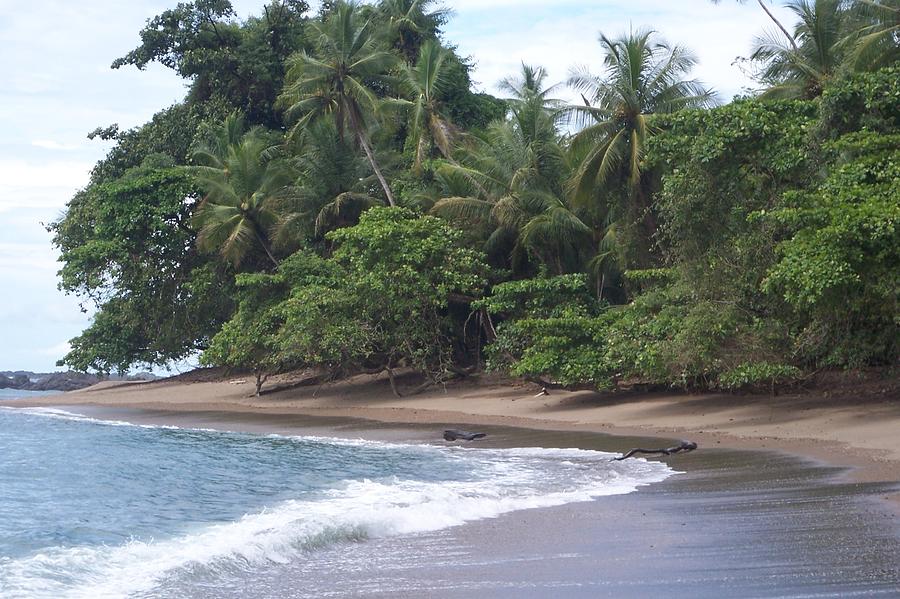 Jungle Meets Beach Photograph by Sharon Harris - Fine Art America