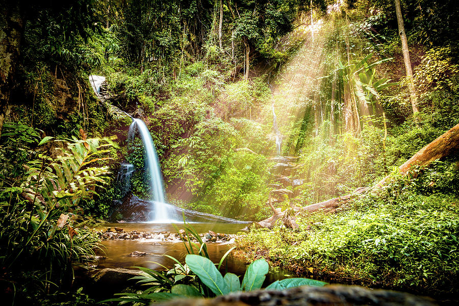 Jungle Oasis Photograph by Bryan Moore
