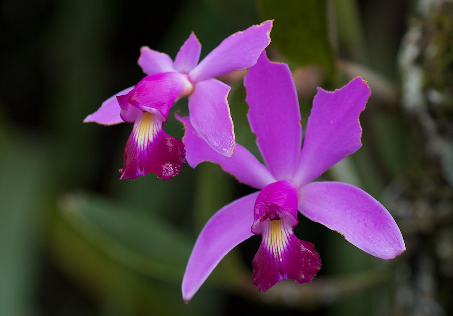 Jungle Orchid Photograph by Richard Espenant | Pixels