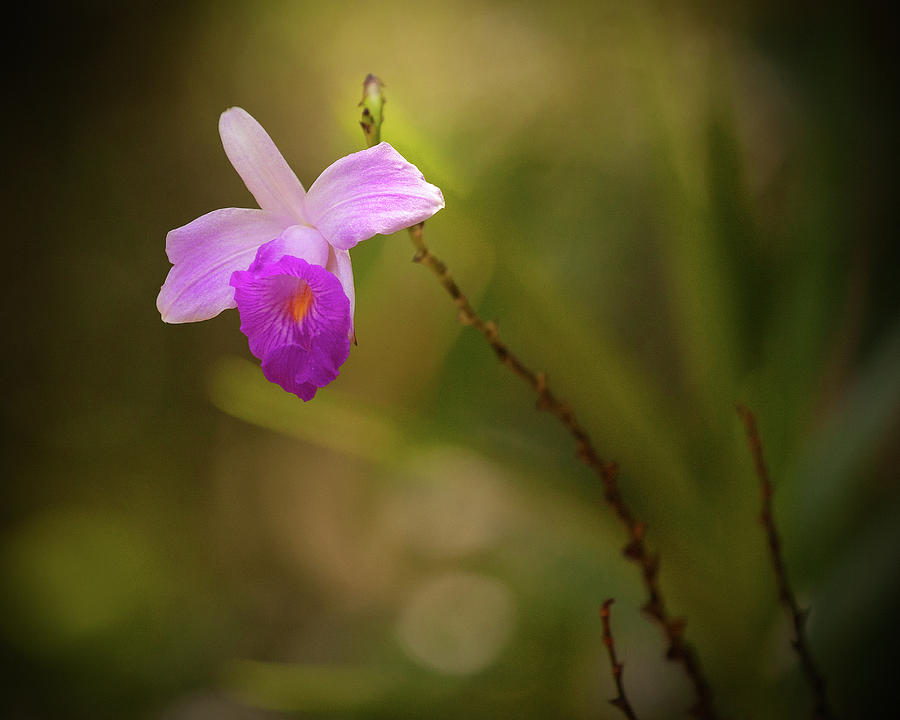 Jungle Orchid Photograph by Stephen Dennstedt
