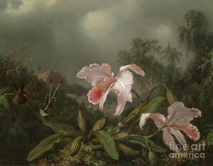 Jungle Orchids and Hummingbirds, 1872  Painting by Martin Johnson Heade
