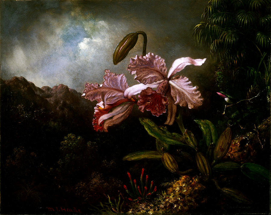 Jungle Orchids Painting By Martin Johnson Heade - Pixels