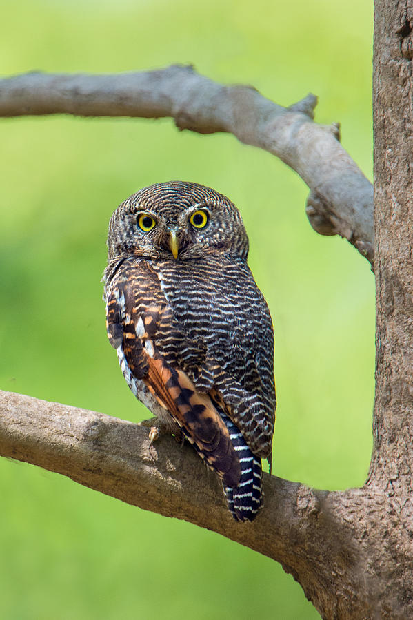 Jungle Owlet Glaucidium Radiatum Photograph by Panoramic Images - Fine ...