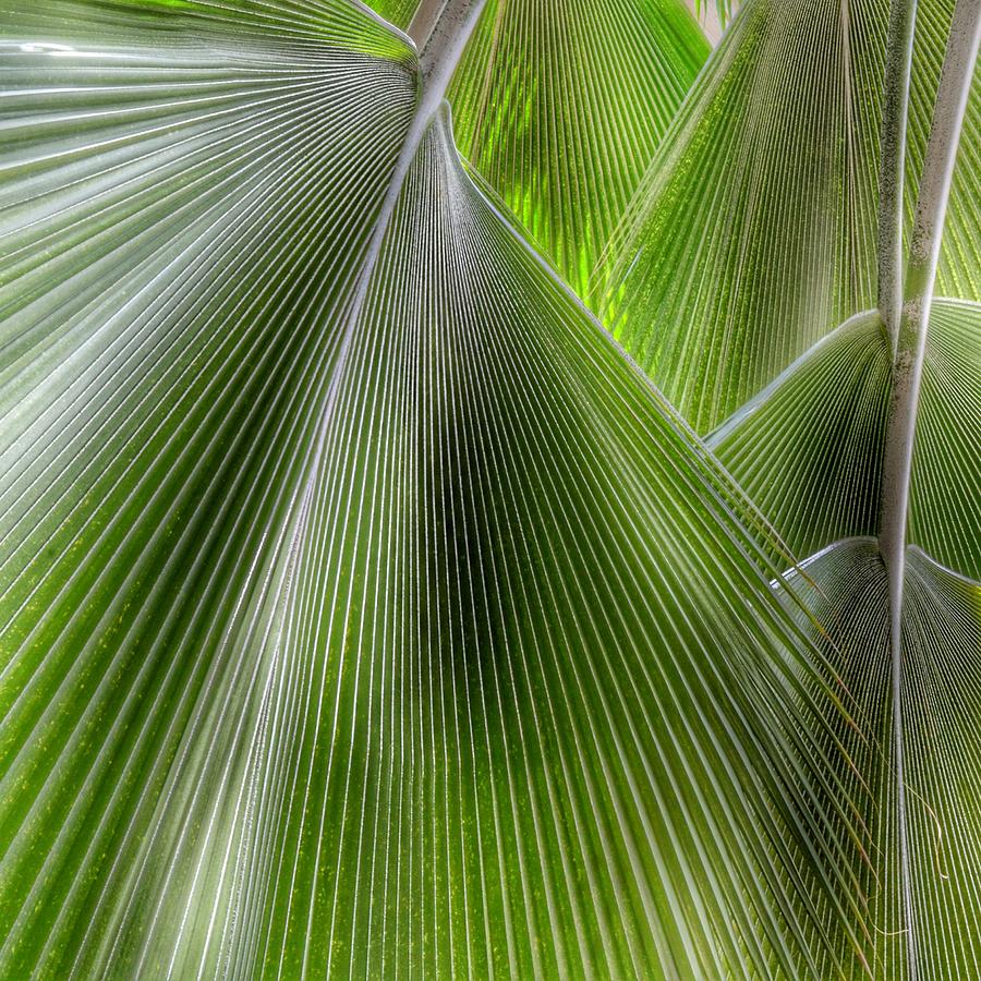 Jungle Palms Photograph by Marianna Mills