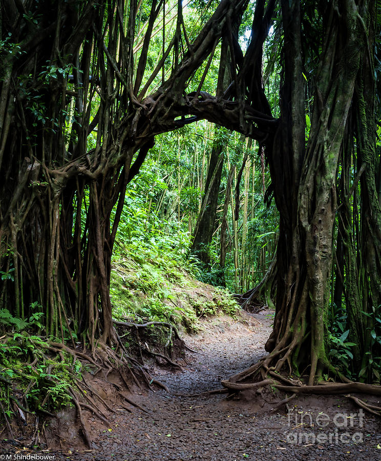Jungle Path Photograph by Mitch Shindelbower