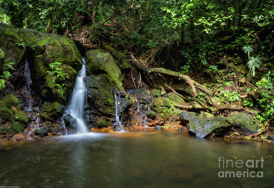 Jungle Pool  Photograph by Mitch Shindelbower