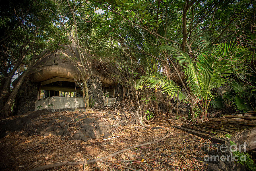 Jungle Relics 1 Photograph by Daniel Knighton