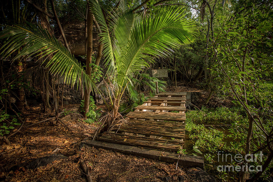 Jungle Relics 2 Photograph by Daniel Knighton
