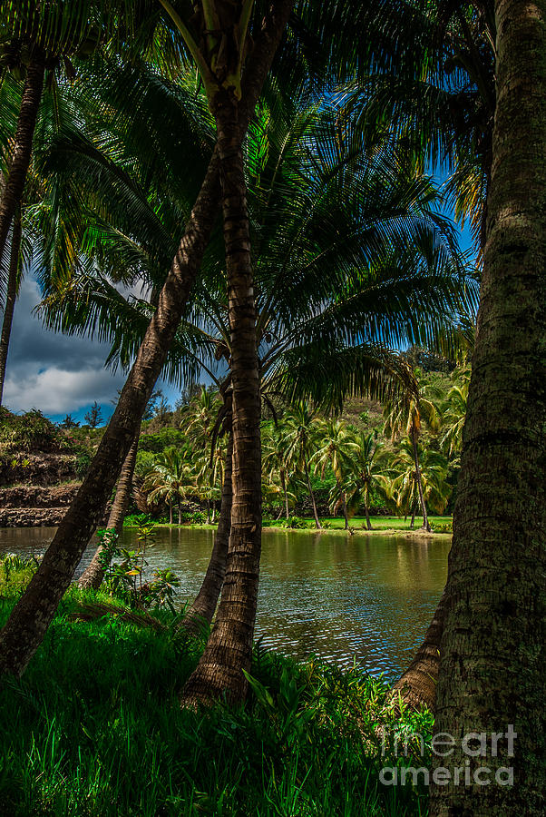 Jungle River Palms Kauai Photograph by Blake Webster
