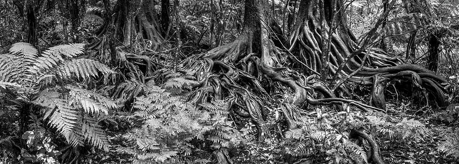 Jungle roots 2 Photograph by Les Cunliffe