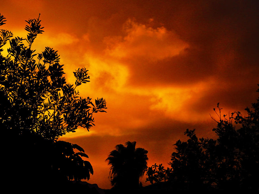Jungle Sunset Photograph by Mark Blauhoefer