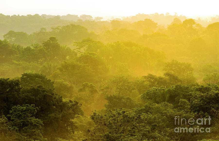 Jungle Sunset Treetops Photograph by THP Creative | Fine Art America