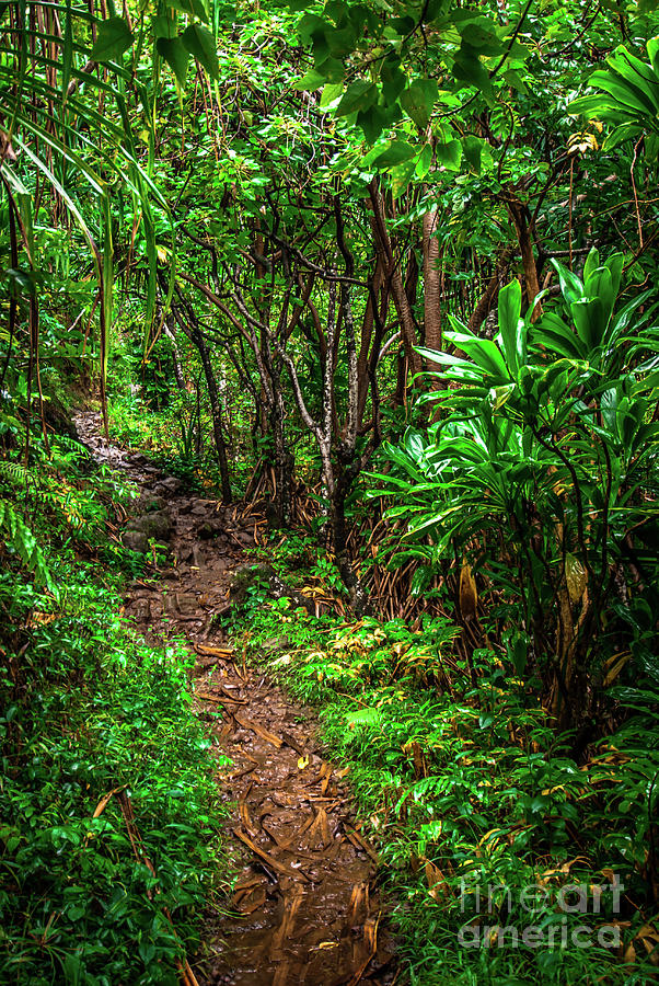 Jungle Trail Na Pali Coast Kauai Hawaii Photograph by Blake Webster
