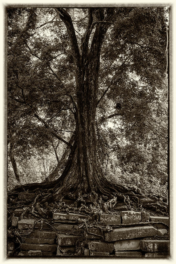 Jungle Tree Photograph
