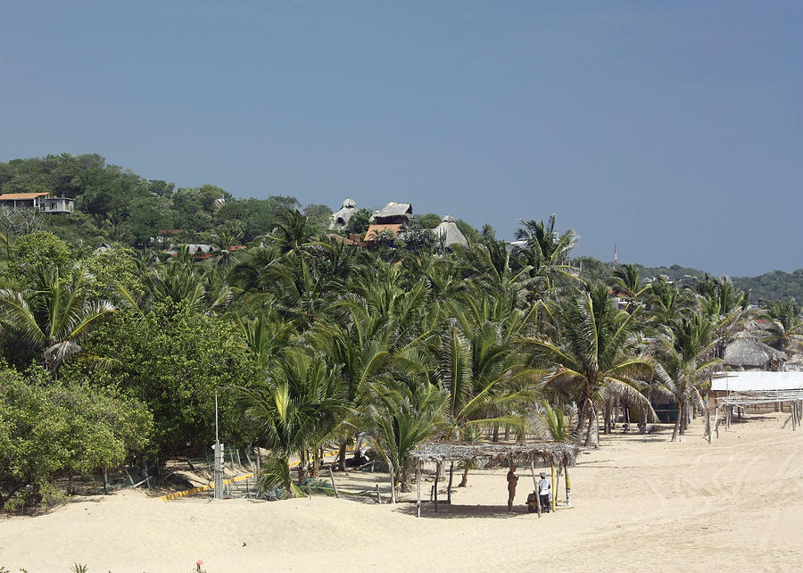 Jungle View From The Beach Photograph