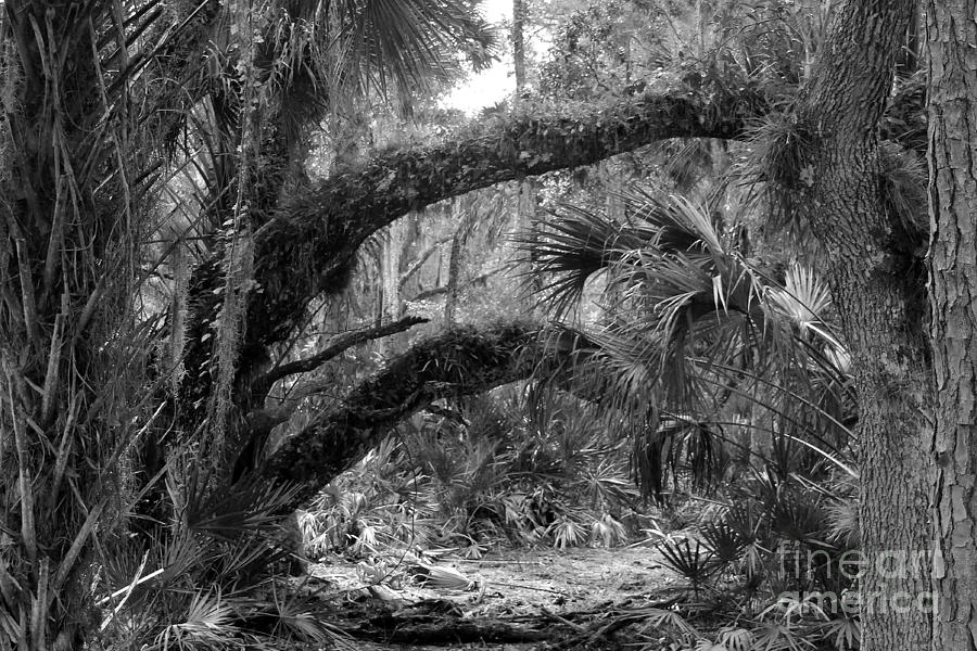 Jungle View Photograph by Robert Wilder Jr