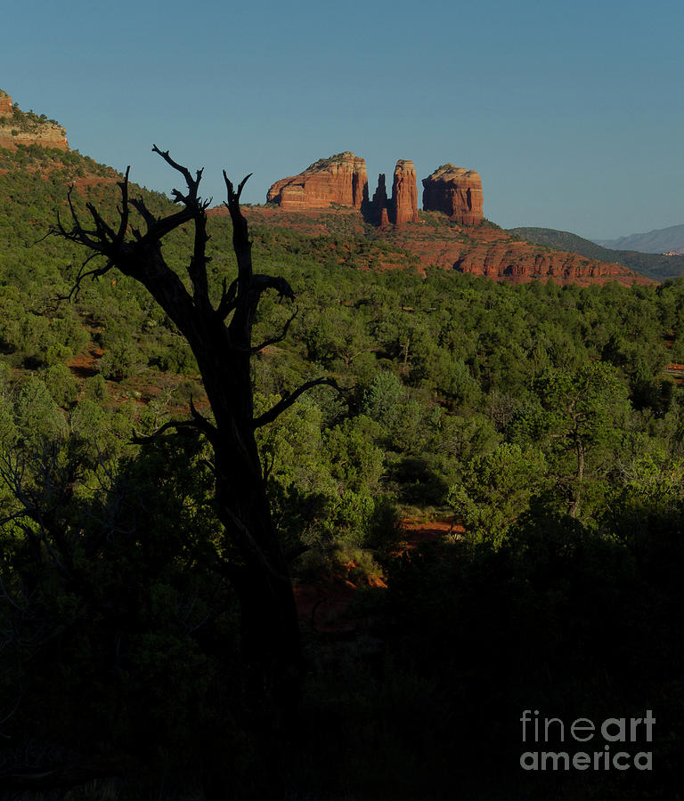 Juniper And Red Rock-Signed-#5626 Photograph by J L Woody Wooden