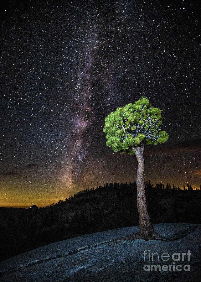 Juniper and Stars Photograph by Anthony Michael Bonafede