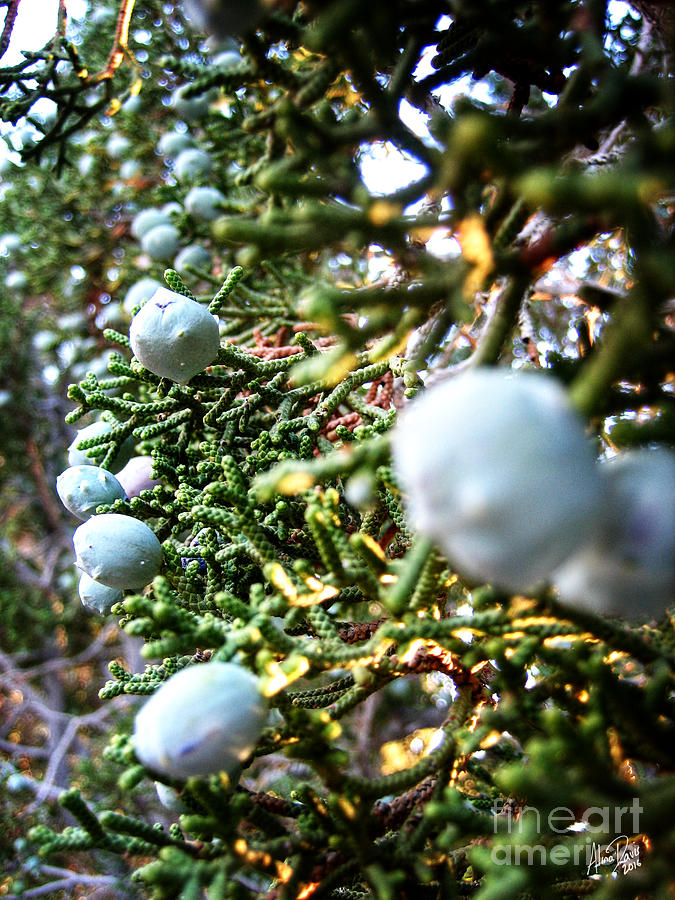 Juniper Berries 1 Photograph