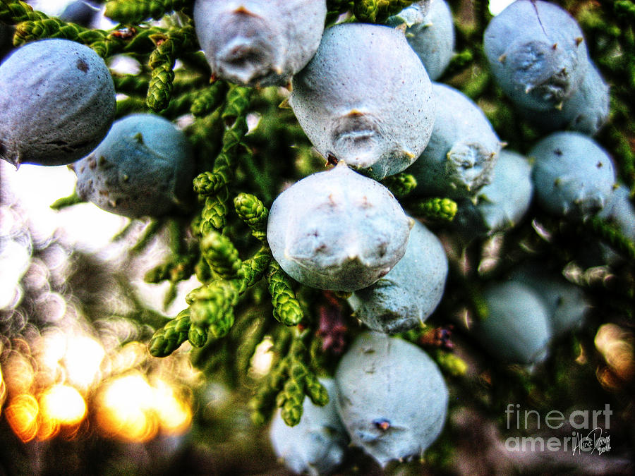 Juniper Berries 2 Photograph