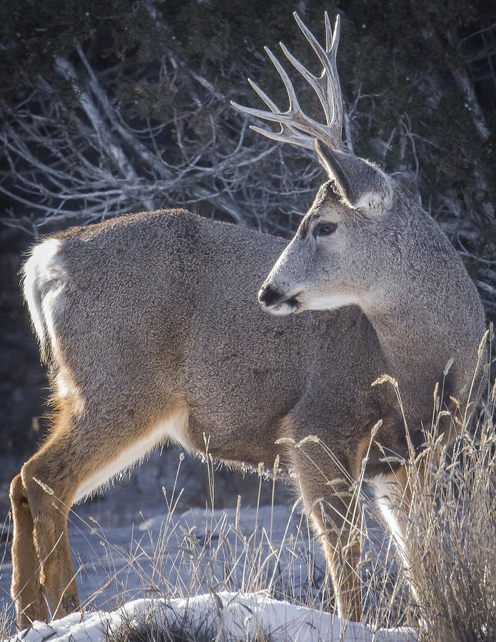 Juniper Buck Photograph by Dan Kinghorn