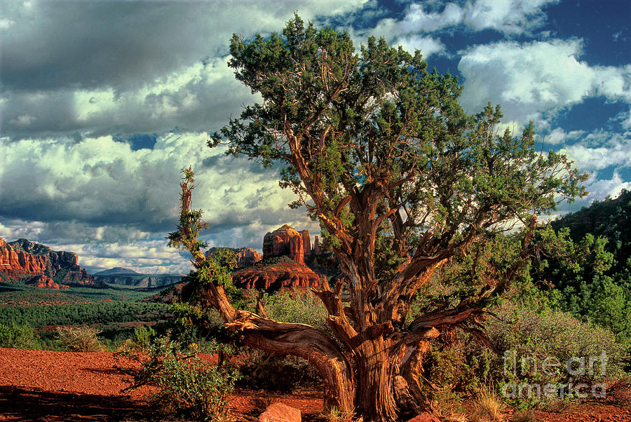 Juniper Frames Cathedral Rocks Sedona Arizona Photograph by Dave Welling