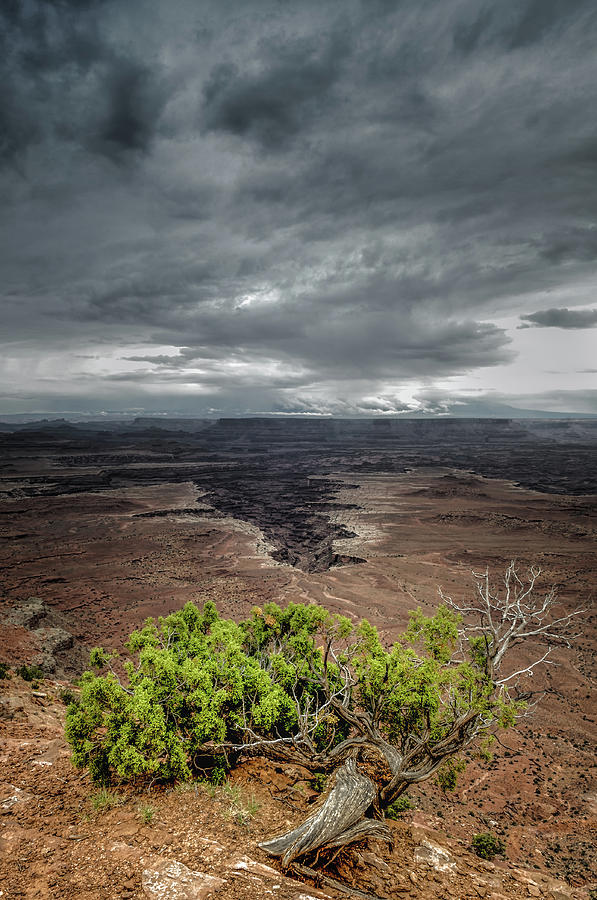 Tree Photograph - Juniper in Canyonlands by Joseph Smith
