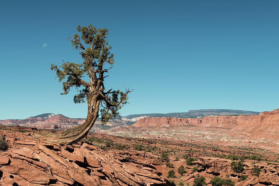 Capitol Reef National Park Photograph - Juniper in Capitol Reef by Joseph Smith