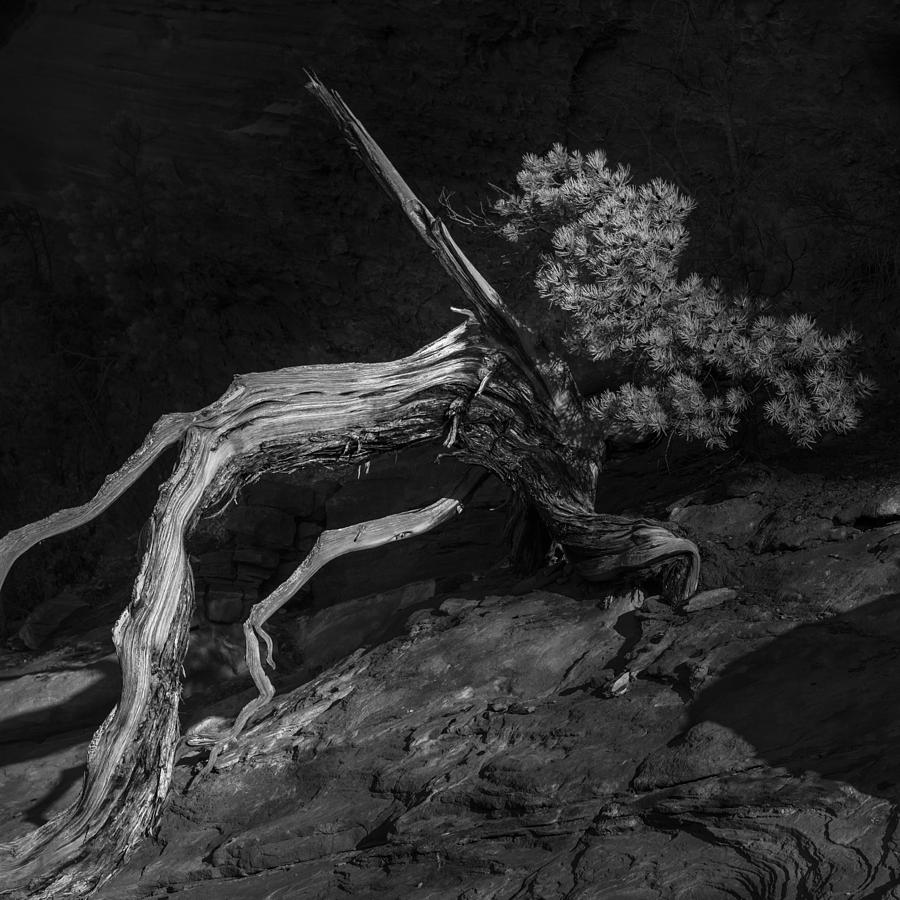 Tree Photograph - Juniper in Recline by Joseph Smith